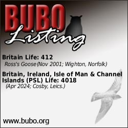 BUBO Listing staging.bubo.org