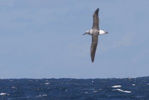 Atlantic Yellow-nosed Albatross (Thalassarche chlororhynchos)