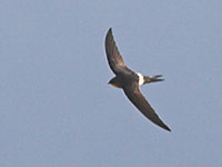 Pacific Swift (Apus pacificus)
