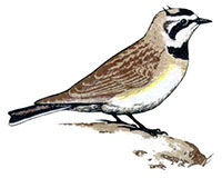 Kansas Ornithological Society