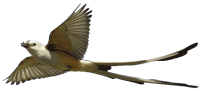 Oklahoma Ornithological Society